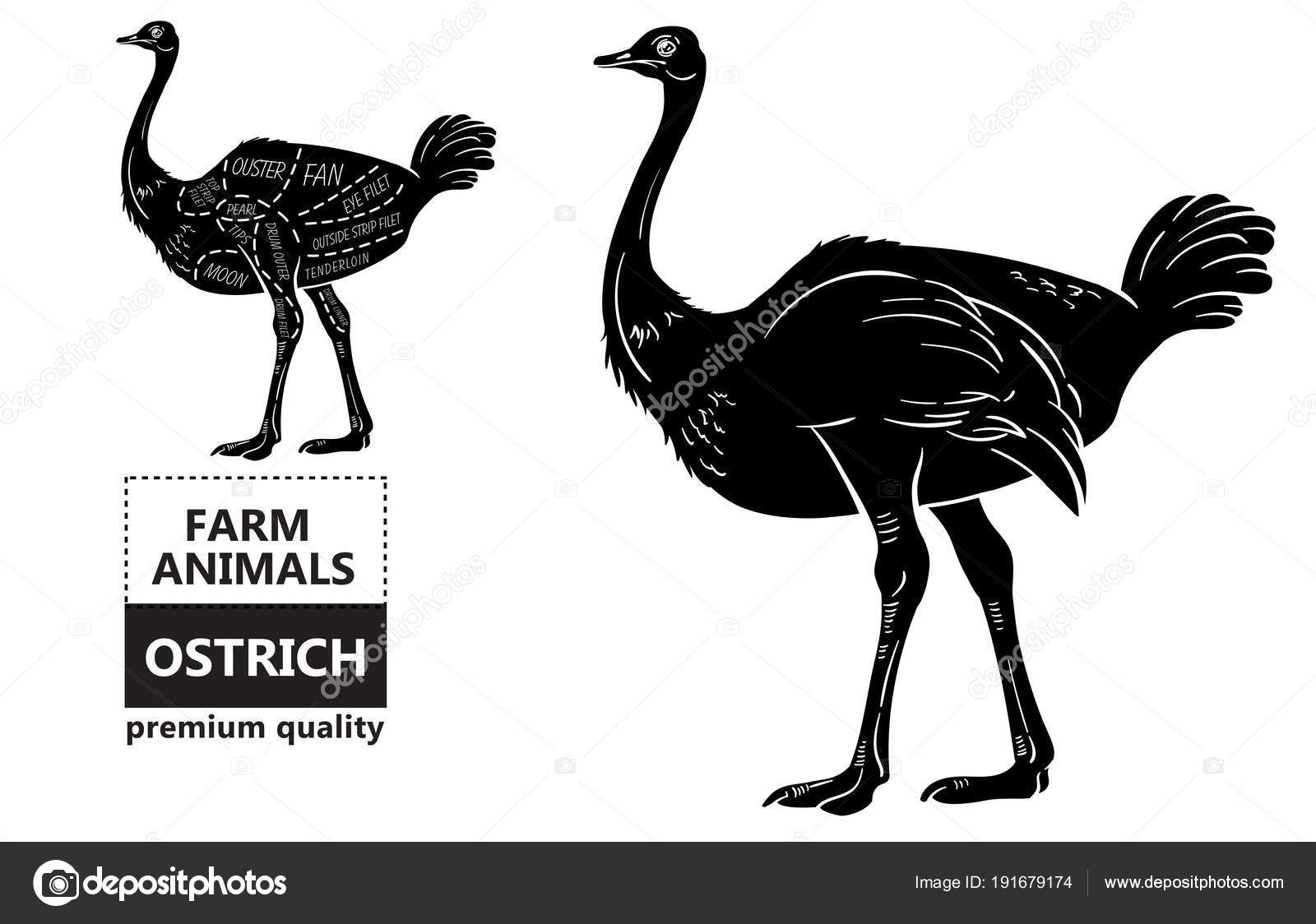 Viande Dautruche Coupes Avec Des Noms Et Des éléments Noir