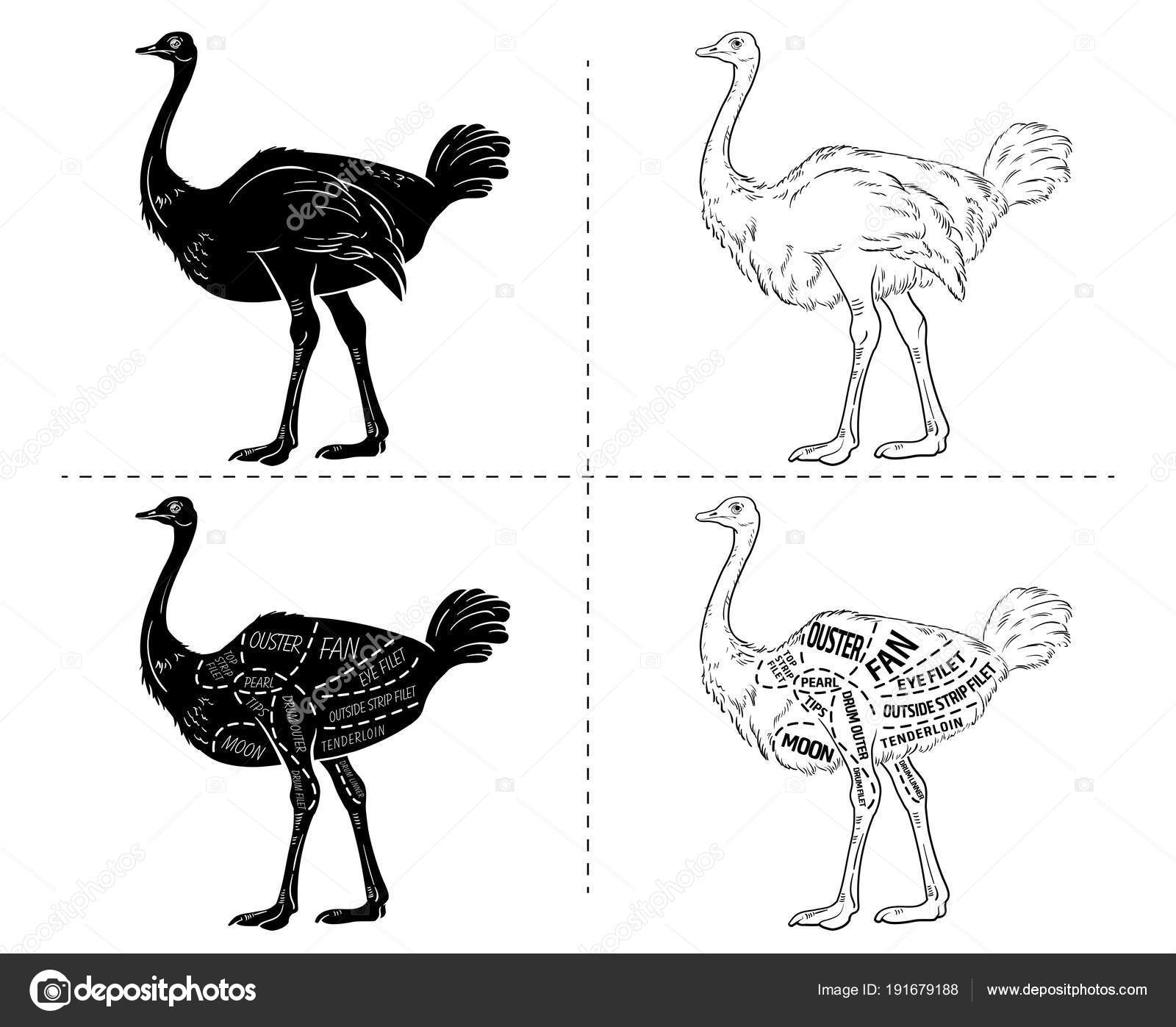 Ostrich meat cuts with elements and names. Isolated black on white