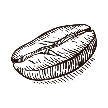 Kahve makro ile vektör arka plan. Elle çizilmiş.