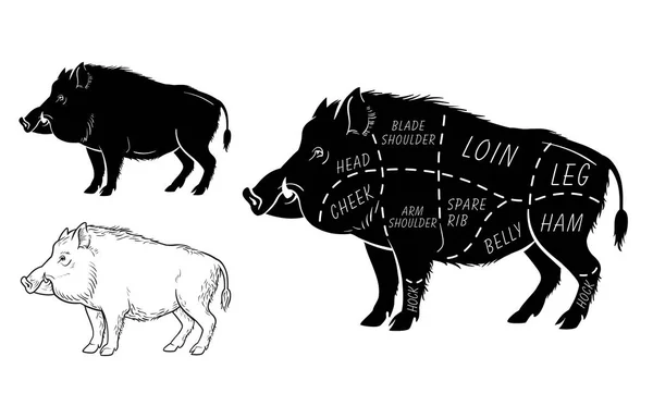 Cerda silvestre, esquema de diagrama de corte de carne de jabalí - elementos colocados en pizarra — Vector de stock