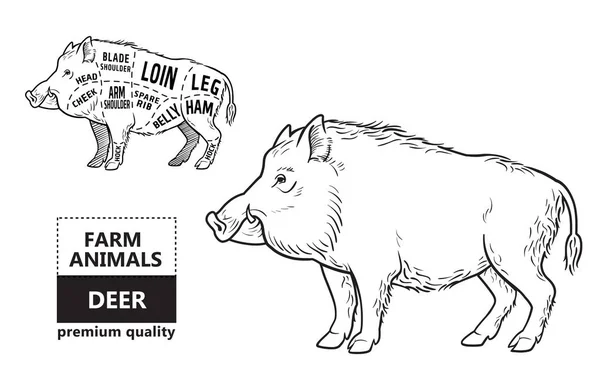 Schéma de découpage de viande de porc sauvage, de sanglier - éléments fixés sur un tableau noir — Image vectorielle