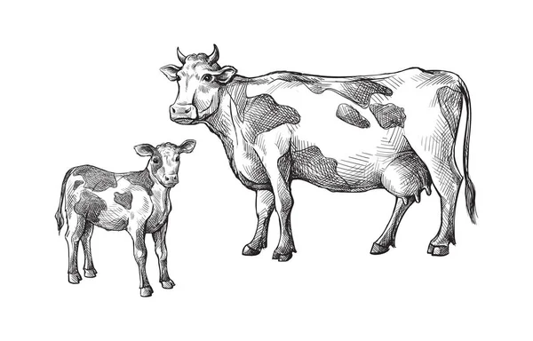 Schizzi di mucche e vitello disegnati a mano. bestiame. bovini. pascolo animale — Vettoriale Stock