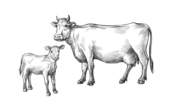 Náčrtky krav a telat nakreslil. hospodářská zvířata. dobytek. pastva zvířat — Stockový vektor