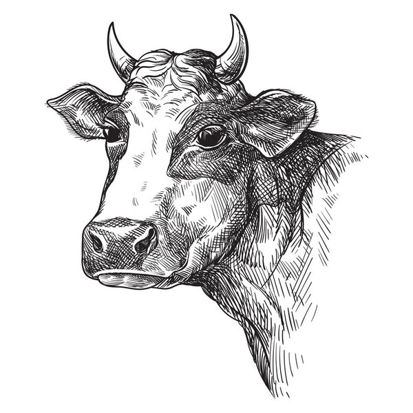 sketches of face cow drawn by hand. livestock. cattle. animal grazing