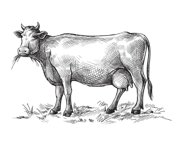 Esboços de vaca desenhados à mão. gado. gado. pastoreio animal — Vetor de Stock