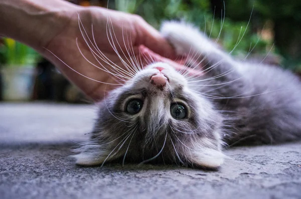 手にじゃれる子猫 — ストック写真