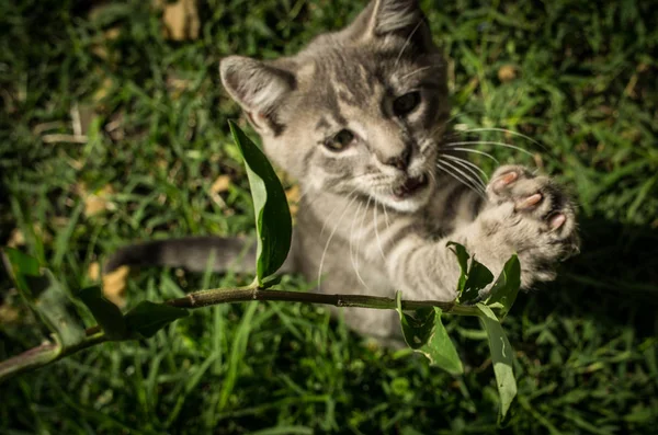 Otların arasında oynarken Gri kedi yavrusu — Stok fotoğraf