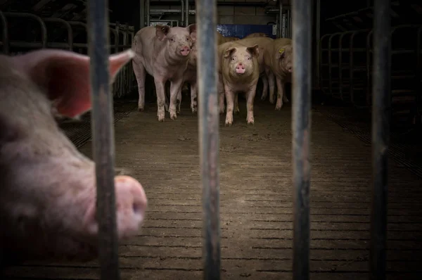 Свиньи стоят за металлическим забором — стоковое фото