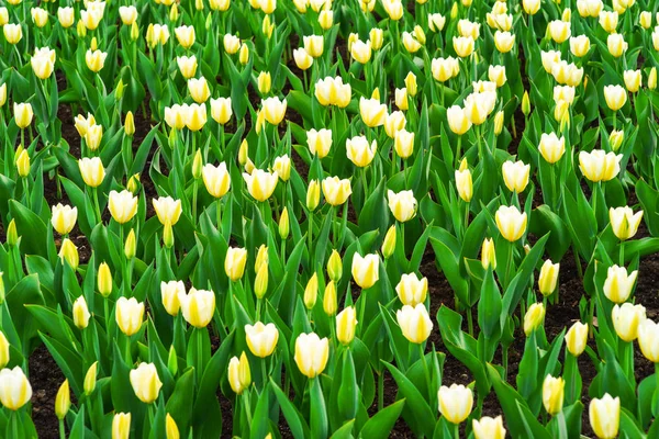 Fondo de primavera con hermosos tulipanes amarillos. Bueno para un diseño de naturaleza — Foto de Stock