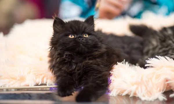 Siyah kedi Bombay üzerinde arka plan bulanık. Defocused.