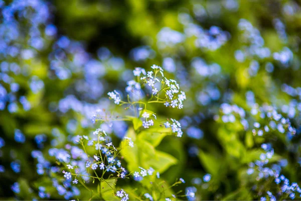 Luz azul withe flor de Liverleaf, Liverwort com estigmas rosa Hepatica transsilvanica Rosea Lilacina em manchas solares — Fotografia de Stock