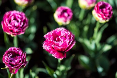 Hollanda Lale sıralama Brest Rusya'da Moskova botanik Çiçek bahçesinde. yatay görüntü