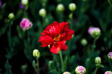 Kırmızı terry Lale arka plan