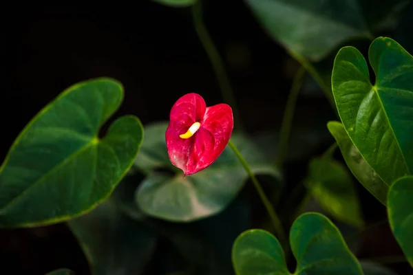 Flores rojas del flamenco Anthurium andraeanum —  Fotos de Stock