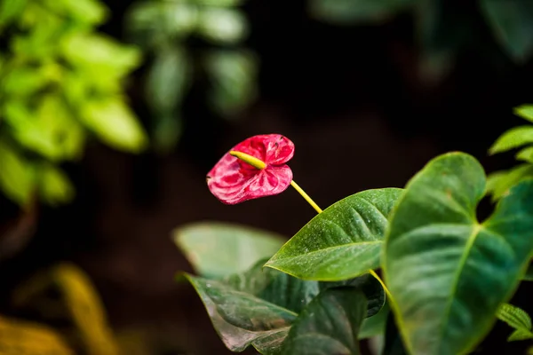 Roter Flamingo blüht anthurium andraeanum — Stockfoto