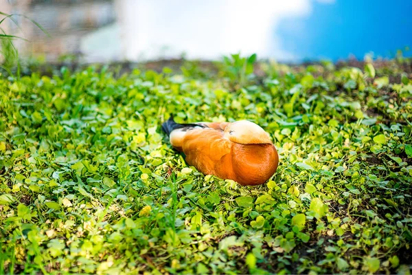 Vários patos-reais dormindo juntos na grama verde — Fotografia de Stock