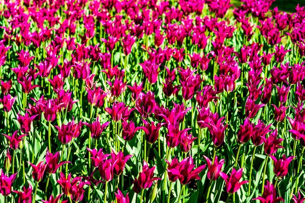 Zijn tijd van de tulp in de botanische tuin van Moskou. Fuchsia bloemen aan de voorkant met een eindeloze gebied van helder roze tulpen op de achtergrond. — Stockfoto