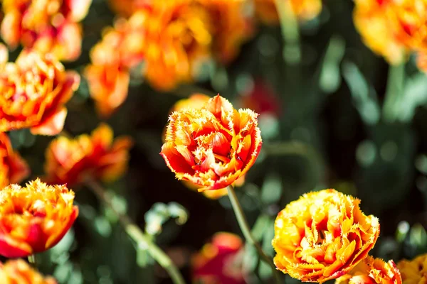 Terry tulipanes naranja primer plano — Foto de Stock