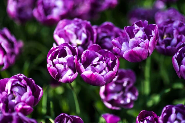 Cultivar tulipán Dream Touch flor en el jardín de primavera — Foto de Stock
