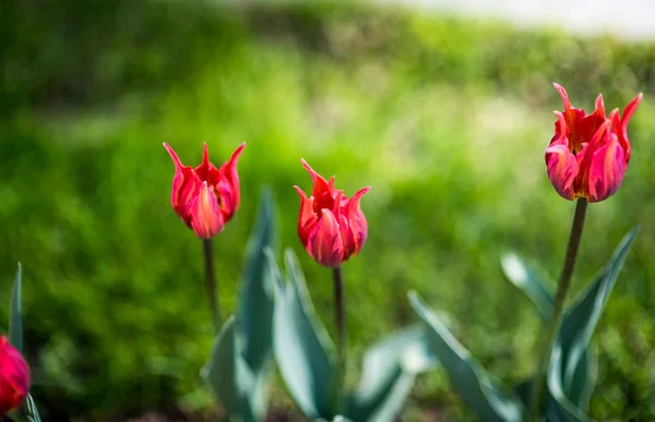 Grupo de tulipanes rojos ordenar princesa irene roze en el parque. Paisaje primavera . — Foto de Stock