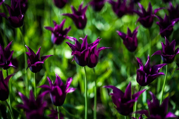 Burgundy tulips. Flower tulips background. Beautiful view of tulips under sunlight landscape at the middle of spring or summer. Tulipa Burgundy field, spring flowers at green garden.