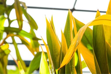 Sarı ve yeşil bromeliad fabrikasında bir yapay sera Close-up