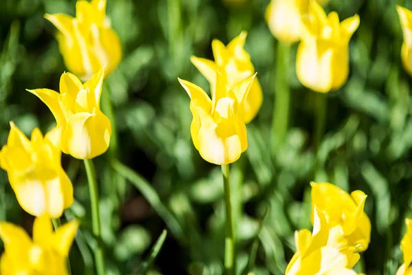 Lily-flowering Tulip Ballade Gold Tulipa hybrida no parque, Moscou, Rússia — Fotografia de Stock