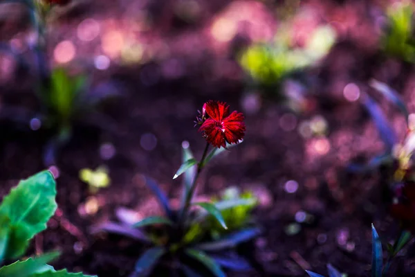 Fantástico balanço no cornflower vermelho centaurea cyanus rosa imaginar jardim — Fotografia de Stock