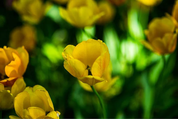 Campo de tulipanes rojos — Foto de Stock