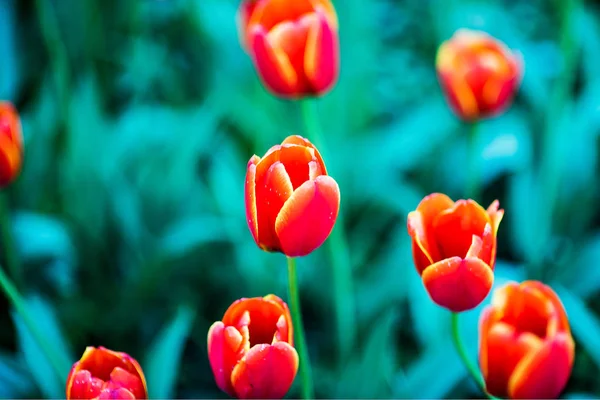 Campo de tulipanes rojos de cerca — Foto de Stock