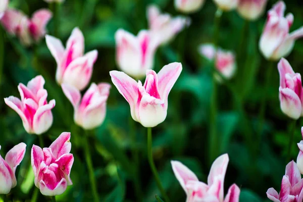Tulipán flecos Queensland. Terry flecos tulipán rosa. Tulipán rosado flecos con bordes irregulares blancos — Foto de Stock