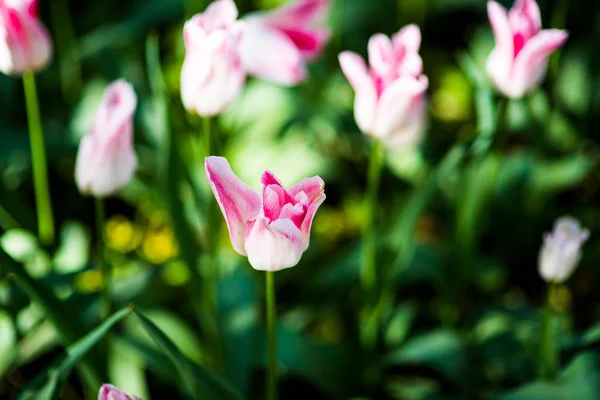 Tulipán flecos Queensland. Terry flecos tulipán rosa. Tulipán rosado flecos con bordes irregulares blancos — Foto de Stock