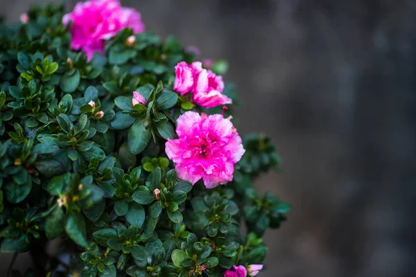 Hojas verdes con flores de primavera lila —  Fotos de Stock