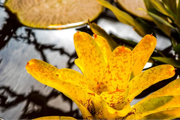Primer plano de planta venenosa de bromelias amarillas y naranjas en la selva tropical — Foto de Stock