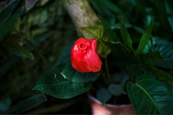 Ανθούριο φυτό κόκκινο λουλούδι, επίσης γνωστή ως ουρά λουλούδι, flamingo λουλούδι και laceleaf σε σκούρο τόνο. — Φωτογραφία Αρχείου