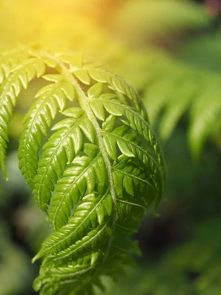 Işıklandırma Efektiyle Yeşil Yaprakları Kapat Doğanın Işığı Yeşil Yaprak Arka — Stok fotoğraf