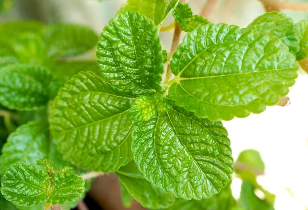 Geen Mint Fresh Nature Plant Grow Background.