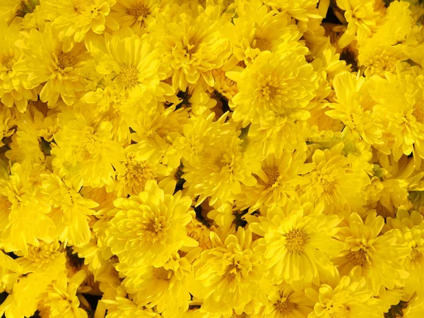 Beautiful Yellow Marigold Flower Abstract Background — Stock Photo, Image