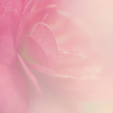 Yumuşak odak noktasında ışıldayan güzel çiçek ve arkaplan için filtre renkleri.