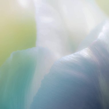 Yumuşak odak noktasında ışıldayan güzel çiçek ve arkaplan için filtre renkleri.