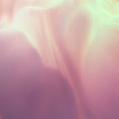 Yumuşak odak noktasında ışıldayan güzel çiçek ve arkaplan için filtre renkleri.