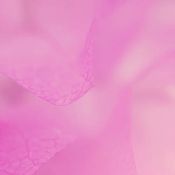 Beautiful Flower on soft sparkle in soft focus with filter colors use for background.