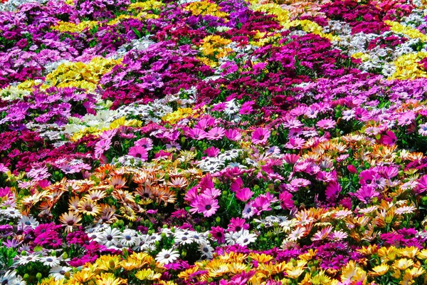 Color flor fondo — Foto de Stock