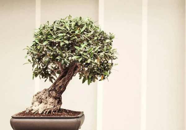 Pequeña exposición Bonsai — Foto de Stock