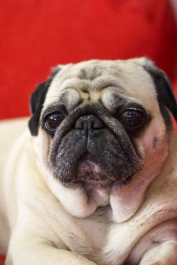 Pug yüz portre