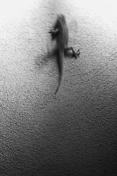 Speed geko on the wall — Stock Photo, Image