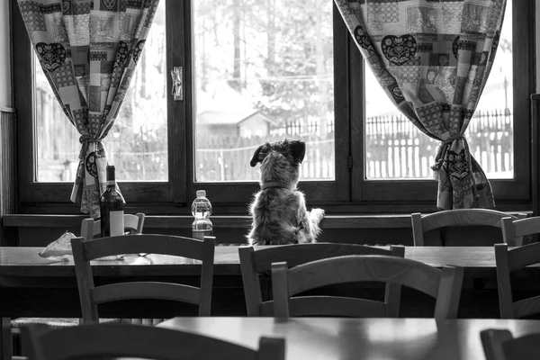 Cão curioso na janela — Fotografia de Stock