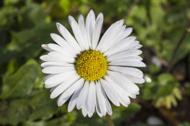 Makro Çiçek yaprağı