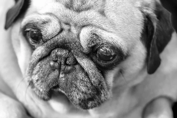 pug face portrait