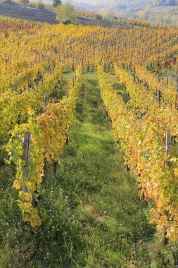 Tepelerin görünümünü bağ